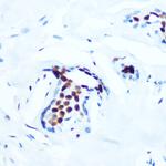 Phospho-c-Jun (Thr91) Antibody in Immunohistochemistry (Paraffin) (IHC (P))