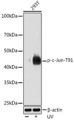 Phospho-c-Jun (Thr91) Antibody in Western Blot (WB)