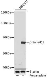 Phospho-SRC (Tyr419) Antibody in Western Blot (WB)