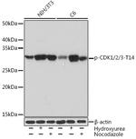 Phospho-CDK1/CDK2/CDK3 (Thr14) Antibody in Western Blot (WB)