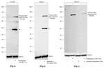 Phospho-IRE1 alpha (Ser724) Antibody in Western Blot (WB)