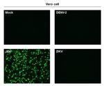 Japanese Encephalitis Virus NS1 Antibody in Immunocytochemistry (ICC/IF)