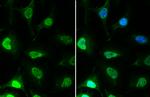 EED Antibody in Immunocytochemistry (ICC/IF)