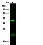 SOX2 Antibody in Western Blot (WB)