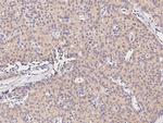 GDF3 Antibody in Immunohistochemistry (Paraffin) (IHC (P))