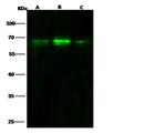 BDP Antibody in Western Blot (WB)