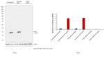 IFITM1 Antibody