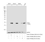 IFITM1 Antibody in Western Blot (WB)