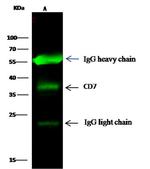 CD7 Antibody in Immunoprecipitation (IP)