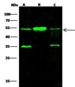 SETD7 Antibody in Western Blot (WB)