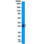 CD28 Antibody in Western Blot (WB)