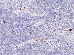 Myeloperoxidase Antibody in Immunohistochemistry (Paraffin) (IHC (P))