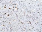 Myeloperoxidase Antibody in Immunohistochemistry (Paraffin) (IHC (P))