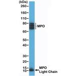 Myeloperoxidase Antibody in Western Blot (WB)