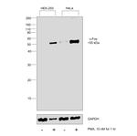 c-Fos Antibody in Western Blot (WB)