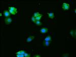 c-Fos Antibody in Immunocytochemistry (ICC/IF)