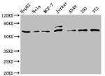 c-Fos Antibody in Western Blot (WB)