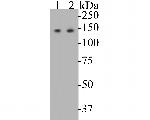 USP28 Antibody in Western Blot (WB)