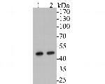 Aspartate Aminotransferase, Cytoplasmic Antibody in Western Blot (WB)