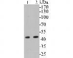 Aspartate Aminotransferase, Cytoplasmic Antibody in Western Blot (WB)