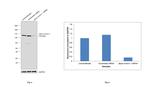 alpha Actinin Antibody