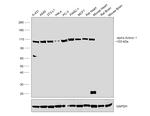 alpha Actinin Antibody in Western Blot (WB)