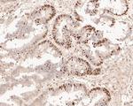 GAPDH Antibody in Immunohistochemistry (Paraffin) (IHC (P))