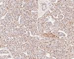 GAPDH Antibody in Immunohistochemistry (Paraffin) (IHC (P))