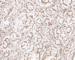 GAPDH Antibody in Immunohistochemistry (Paraffin) (IHC (P))