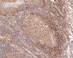 GAPDH Antibody in Immunohistochemistry (Paraffin) (IHC (P))