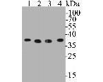 GAPDH Antibody in Western Blot (WB)