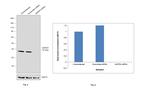 GAPDH Antibody in Western Blot (WB)