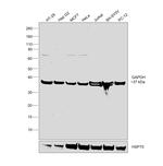 GAPDH Antibody in Western Blot (WB)