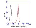 RUVBL2 Antibody in Flow Cytometry (Flow)