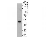 RUVBL2 Antibody in Western Blot (WB)