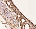 RUVBL2 Antibody in Immunohistochemistry (Paraffin) (IHC (P))