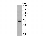 RUVBL2 Antibody in Western Blot (WB)