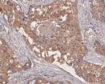 UBA3 Antibody in Immunohistochemistry (Paraffin) (IHC (P))