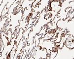 UBA3 Antibody in Immunohistochemistry (Paraffin) (IHC (P))