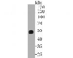 UBA3 Antibody in Western Blot (WB)