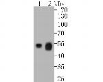 UBA3 Antibody in Western Blot (WB)