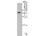 CAPZA1 Antibody in Western Blot (WB)