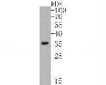 MCU Antibody in Western Blot (WB)