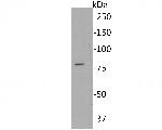 RAP80 Antibody in Western Blot (WB)