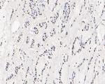 HMGB2 Antibody in Immunohistochemistry (Paraffin) (IHC (P))