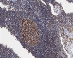 HMGB2 Antibody in Immunohistochemistry (Paraffin) (IHC (P))