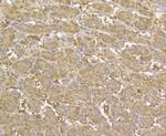 CHI3L1 Antibody in Immunohistochemistry (Paraffin) (IHC (P))