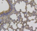 CHI3L1 Antibody in Immunohistochemistry (Paraffin) (IHC (P))