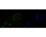 NuMA Antibody in Immunocytochemistry (ICC/IF)