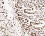 NuMA Antibody in Immunohistochemistry (Paraffin) (IHC (P))